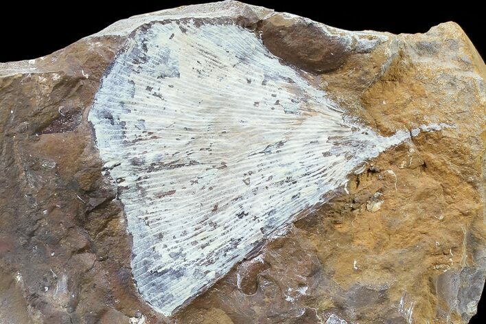 Fossil Ginkgo Leaf From North Dakota - Paleocene #80805